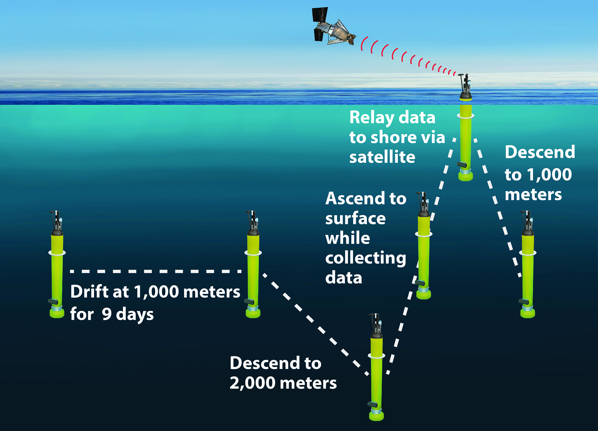 Illustration showing the operation of a typical Argo profiling float. (Image by Kim Fulton-Bennett, © 2020 MBARI)