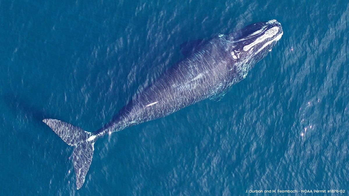 southern right whale national geographic