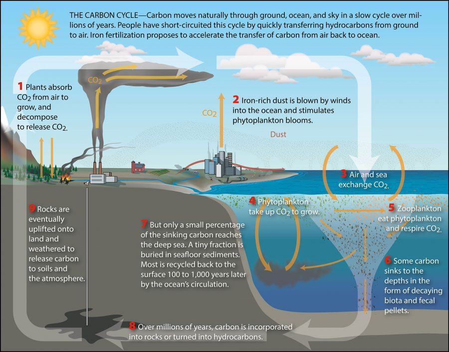 Carbon Cycle Woods Hole Oceanographic Institution