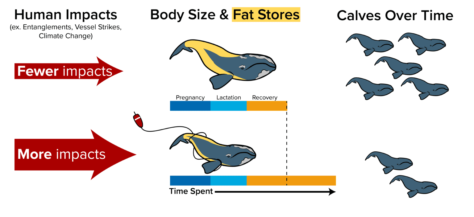 The declining body size of North Atlantic right whales may have critical consequences for the future of the species because smaller females produce fewer calves, new research shows. (Illustration by Samantha Chang © Woods Hole Oceanographic Institution)