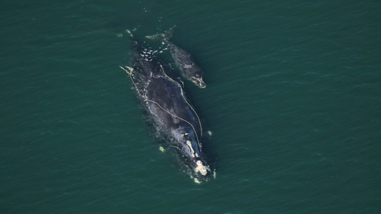 Smaller Female North Atlantic Right Whales Fewer Calves – Woods Hole