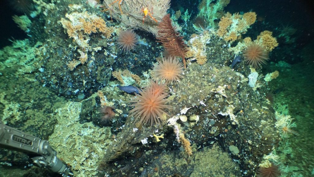 alvin coral discovery