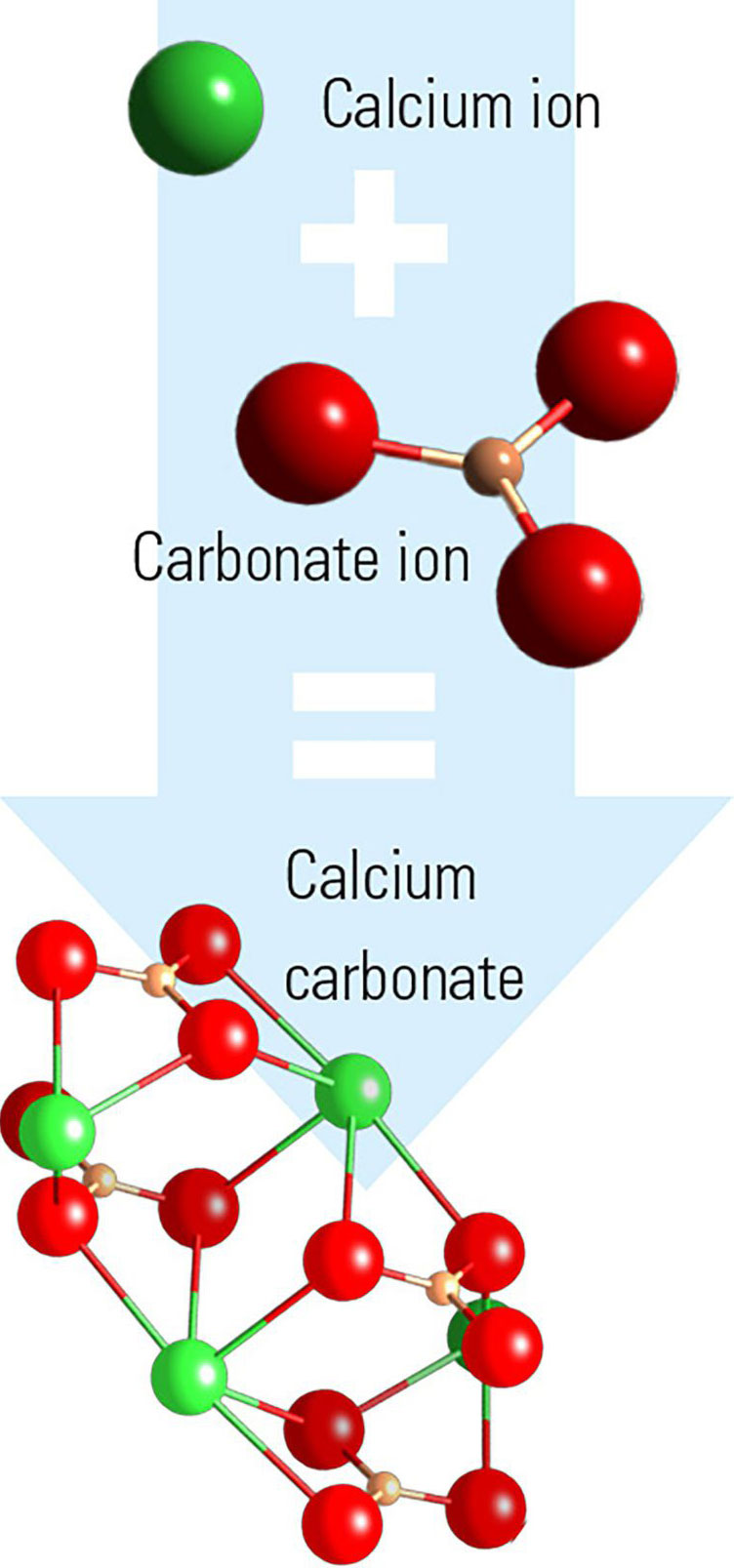 formation of calcium carbonate skeleton